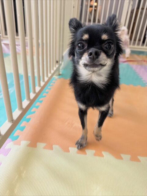 ひなたちゃん🐶
本日は神威ちゃんやアビーちゃんにたくさん遊びを誘われたり、自分から匂いを嗅いだり、少し遊びに参戦できていたのですごく良かったです👍

🐾🐶愛犬のお悩みご相談ください🐶🐾
@kenkohmura_official
 ↑フォロー待ってます↑

〒955-0091 新潟県三条市上須頃大割４２８−１
☎︎ 0256-35-2571
✉️ info@kenkohmura.jp
HP: http://kenkohmura.jp
LINE: https://lin.ee/7LIz5sb

#犬幸村 #新潟県 #三条市 #上須頃 #新潟県トリミング #三条市トリミング #上須頃トリミング #トリミングサロン #犬の幼稚園 #ノーリッチテリア #いぬすたぐらむ  #ホームセンタームサシ #犬バカ部 #犬幸村チャンネル  #犬好きな人と繋がりたい #ストレス発散 #プラッキング #レーキング #犬のしつけ #トレーニング #爪切り  #ハミガキ #チワワ#チワワ可愛い#チワワ大好き#チワワ倶楽部