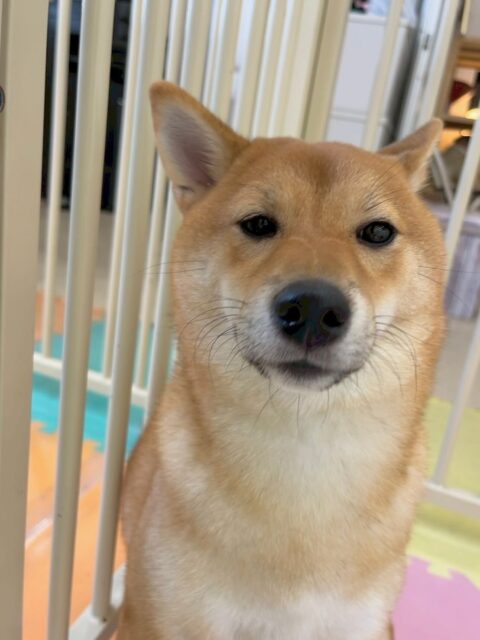 のりまきちゃん🐶
本日はアビーちゃんや、神威ちゃんと走り回ったり、幼稚園体験に来てくれた子達の匂いを嗅いだり挨拶をしたりしてくれていました👍

🐾🐶愛犬のお悩みご相談ください🐶🐾
@kenkohmura_official
 ↑フォロー待ってます↑

〒955-0091 新潟県三条市上須頃大割４２８−１
☎︎ 0256-35-2571
✉️ info@kenkohmura.jp
HP: http://kenkohmura.jp
LINE: https://lin.ee/7LIz5sb

#犬幸村 #新潟県 #三条市 #上須頃 #新潟県トリミング #三条市トリミング #上須頃トリミング #トリミングサロン #犬の幼稚園 #ノーリッチテリア #いぬすたぐらむ  #ホームセンタームサシ #犬バカ部 #犬幸村チャンネル  #犬好きな人と繋がりたい #ストレス発散 #プラッキング #レーキング #犬のしつけ #トレーニング #爪切り  #ハミガキ #柴犬#柴犬可愛い#柴倶楽部#柴犬可愛い