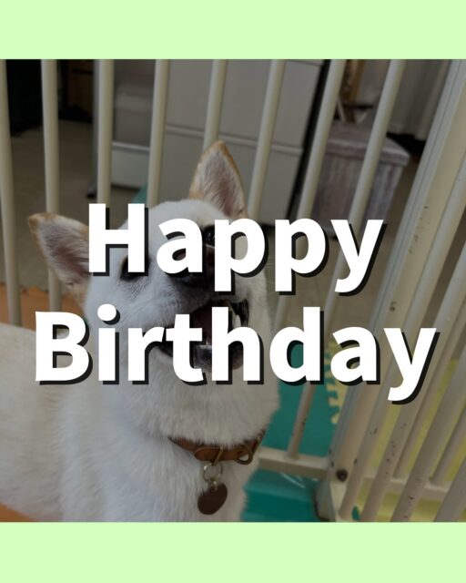 コハクちゃん🐶
お誕生日おめでとうございます🎂👏🏻
仲良しのジョージちゃんやニコペットにいるスタンダードプードルちゃん達と激しく遊んでいました😆

シャンプーも水に対してイヤイヤありましたががんばっていました😊
🐾🐶愛犬のお悩みご相談ください🐶🐾
@kenkohmura_official
 ↑フォロー待ってます↑

〒955-0091 新潟県三条市上須頃大割４２８−１
☎︎ 0256-35-2571
✉️ info@kenkohmura.jp
HP: http://kenkohmura.jp
LINE: https://lin.ee/7LIz5sb

#犬幸村 #新潟県 #三条市 #上須頃 #新潟県トリミング #三条市トリミング #上須頃トリミング #トリミングサロン #犬の幼稚園 #ノーリッチテリア #いぬすたぐらむ  #ホームセンタームサシ #犬バカ部 #犬幸村チャンネル  #犬好きな人と繋がりたい #ストレス発散 #プラッキング #レーキング #犬のしつけ #トレーニング #爪切り  #ハミガキ #柴犬 #白柴好きな人と繋がりたい  #白柴のいる生活