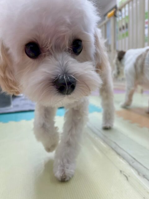 神威ちゃん🐶
本日はひなたちゃんや、幼稚園体験に来てくれた子達、アビーちゃん達とみんなで走り回ったり、遊びの駆け引きをしたりして楽しんでいました🤭

🐾🐶愛犬のお悩みご相談ください🐶🐾
@kenkohmura_official
 ↑フォロー待ってます↑

〒955-0091 新潟県三条市上須頃大割４２８−１
☎︎ 0256-35-2571
✉️ info@kenkohmura.jp
HP: http://kenkohmura.jp
LINE: https://lin.ee/7LIz5sb

#犬幸村 #新潟県 #三条市 #上須頃 #新潟県トリミング #三条市トリミング #上須頃トリミング #トリミングサロン #犬の幼稚園 #ノーリッチテリア #いぬすたぐらむ  #ホームセンタームサシ #犬バカ部 #犬幸村チャンネル  #犬好きな人と繋がりたい #ストレス発散 #プラッキング #レーキング #犬のしつけ #トレーニング #爪切り  #ハミガキ #ミックス#ミックス犬#ミックス犬可愛い#ミックス犬大好き