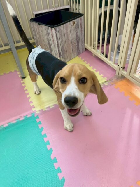 ジョージちゃん🐶
本日も大好きなコハクちゃんやニコペットのスタンダードプードル達と1日中仲良しでワンプロをしたり、追いかけっこをしたりして遊んでいました👍

🐾🐶愛犬のお悩みご相談ください🐶🐾
@kenkohmura_official
 ↑フォロー待ってます↑

〒955-0091 新潟県三条市上須頃大割４２８−１
☎︎ 0256-35-2571
✉️ info@kenkohmura.jp
HP: http://kenkohmura.jp
LINE: https://lin.ee/7LIz5sb

#犬幸村 #新潟県 #三条市 #上須頃 #新潟県トリミング #三条市トリミング #上須頃トリミング #トリミングサロン #犬の幼稚園 #ノーリッチテリア #いぬすたぐらむ  #ホームセンタームサシ #犬バカ部 #犬幸村チャンネル  #犬好きな人と繋がりたい #ストレス発散 #プラッキング #レーキング #犬のしつけ #トレーニング #爪切り  #ハミガキ #ビーグル#ビーグル可愛い#ビーグル大好き#ビーグル倶楽部