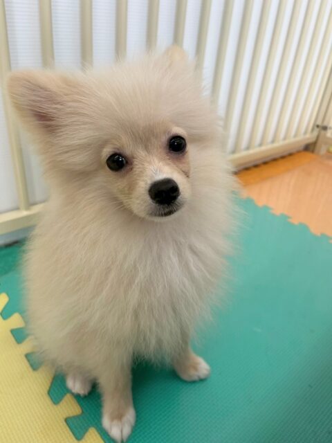 幼稚園体験に2頭来てくれました🐶
1頭目
1頭目の子は最初かなり周りを警戒していましたがだんだんと周りの子達匂いたくさん遊びを誘われたりして動けるようになっていました‼️
最後あたりには遊ぶ場面も見られて非常に良かったです👍

2頭目
2頭目の子は周りをかなり見て動く子でした‼️犬に対しての唸りや吠えなどはなく周りに溶け込めているように感じました👍

🐾🐶愛犬のお悩みご相談ください🐶🐾
@kenkohmura_official
 ↑フォロー待ってます↑

〒955-0091 新潟県三条市上須頃大割４２８−１
☎︎ 0256-35-2571
✉️ info@kenkohmura.jp
HP: http://kenkohmura.jp
LINE: https://lin.ee/7LIz5sb

#犬幸村 #新潟県 #三条市 #上須頃 #新潟県トリミング #三条市トリミング #上須頃トリミング #トリミングサロン #犬の幼稚園 #ノーリッチテリア #いぬすたぐらむ  #ホームセンタームサシ #犬バカ部 #犬幸村チャンネル  #犬好きな人と繋がりたい #ストレス発散 #プラッキング #レーキング #犬のしつけ #トレーニング #爪切り  #ハミガキ #ポメラニアン#ポメラニアン可愛い#チワワ#チワワ可愛い