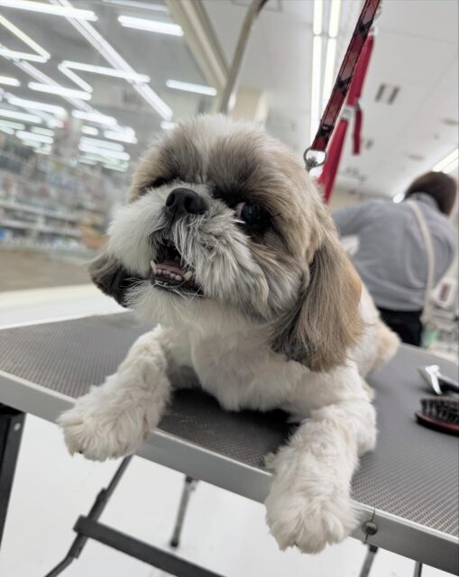 ポンズちゃん🐶
本日はお母さんと一緒にお手入れトレーニングを行いました‼️やはりお母さんと一緒にやると安心するのか表情がいつもよりも穏やかでお母さんもポンズちゃんも最後まで頑張ってくれていました🎉

園内ではジョージちゃんやコハクちゃんにしつこくちょっかいを出されてしつこいよ‼️とブチギレていました🤣

他にもカットやシャンプーもいつもよりも落ち着いてやらせてくれてスムーズに終わらせることができました👏

🐾🐶愛犬のお悩みご相談ください🐶🐾
@kenkohmura_official
 ↑フォロー待ってます↑

〒955-0091 新潟県三条市上須頃大割４２８−１
☎︎ 0256-35-2571
✉️ info@kenkohmura.jp
HP: http://kenkohmura.jp
LINE: https://lin.ee/7LIz5sb

#犬幸村 #新潟県 #三条市 #上須頃 #新潟県トリミング #三条市トリミング #上須頃トリミング #トリミングサロン #犬の幼稚園 #ノーリッチテリア #いぬすたぐらむ  #ホームセンタームサシ #犬バカ部 #犬幸村チャンネル  #犬好きな人と繋がりたい #ストレス発散 #プラッキング #レーキング #犬のしつけ #トレーニング #爪切り  #ハミガキ #シーズー#シーズー可愛い#シーズー倶楽部#シーズー大好き