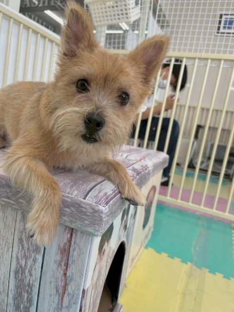 アビーちゃん🐶
本日は、神威ちゃんややん丸にあそぼーよーとちょっかいを出したり、匂いを嗅いだりして自分から遊びを誘ったりしていました‼️

プラッキングもイヤイヤがあまりなくなって来て非常に落ち着きが増えたように感じました👍本日も最後までやらせてくれてスムーズに終わらせることができました👏

🐾🐶愛犬のお悩みご相談ください🐶🐾
@kenkohmura_official
 ↑フォロー待ってます↑

〒955-0091 新潟県三条市上須頃大割４２８−１
☎︎ 0256-35-2571
✉️ info@kenkohmura.jp
HP: http://kenkohmura.jp
LINE: https://lin.ee/7LIz5sb

#犬幸村 #新潟県 #三条市 #上須頃 #新潟県トリミング #三条市トリミング #上須頃トリミング #トリミングサロン #犬の幼稚園 #ノーリッチテリア #いぬすたぐらむ  #ホームセンタームサシ #犬バカ部 #犬幸村チャンネル  #犬好きな人と繋がりたい #ストレス発散 #プラッキング #レーキング #犬のしつけ #トレーニング #爪切り  #ハミガキ #ノーリッチテリア#ノーリッチテリア可愛い#ノーリッチテリア大好き#ノーリッチテリア倶楽部