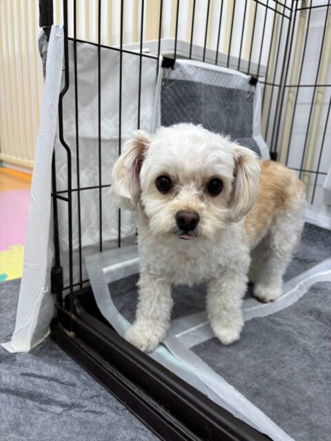 モコちゃん🐶
モコちゃんとそっくりな神威ちゃんに遊びに誘われていました☺️
カットやシャンプーがんばっていました✂️
🐾🐶愛犬のお悩みご相談ください🐶🐾
@kenkohmura_official
 ↑フォロー待ってます↑

〒955-0091 新潟県三条市上須頃大割４２８−１
☎︎ 0256-35-2571
✉️ info@kenkohmura.jp
HP: http://kenkohmura.jp
LINE: https://lin.ee/7LIz5sb

#犬幸村 #新潟県 #三条市 上須頃 新潟県トリミング 三条市トリミング 上須頃トリミング トリミングサロン 犬の幼稚園 ノーリッチテリア いぬすたぐらむ  ホームセンタームサシ 犬バカ部 犬幸村チャンネル  犬好きな人と繋がりたい ストレス発散 プラッキング レーキング 犬のしつけ トレーニング 爪切り  ハミガキ ミックス犬 ミックス犬かわいい ミックス犬好き