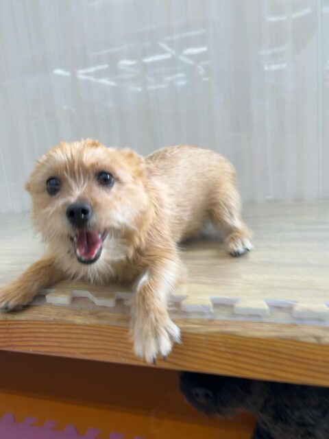 アビーちゃん🐶
ベンややん丸に挨拶したり、プラッキング中にかわいい写真撮れました📷 ́͏̖-
🐾🐶愛犬のお悩みご相談ください🐶🐾
@kenkohmura_official
 ↑フォロー待ってます↑

〒955-0091 新潟県三条市上須頃大割４２８−１
☎︎ 0256-35-2571
✉️ info@kenkohmura.jp
HP: http://kenkohmura.jp
LINE: https://lin.ee/7LIz5sb

#犬幸村 #新潟県 #三条市 上須頃 新潟県トリミング 三条市トリミング 上須頃トリミング トリミングサロン 犬の幼稚園 ノーリッチテリア いぬすたぐらむ  ホームセンタームサシ 犬バカ部 犬幸村チャンネル  犬好きな人と繋がりたい ストレス発散 プラッキング レーキング 犬のしつけ トレーニング 爪切り  ハミガキ ノーリッチテリア ノーリッチテリア好き