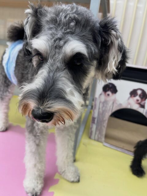 ペリーちゃん🐶
寅丸ちゃんとおしゃべりしたりニッカちゃんやパンちゃんと遊んでいました😆
🐾🐶愛犬のお悩みご相談ください🐶🐾
@kenkohmura_official
 ↑フォロー待ってます↑

〒955-0091 新潟県三条市上須頃大割４２８−１
☎︎ 0256-35-2571
✉️ info@kenkohmura.jp
HP: http://kenkohmura.jp
LINE: https://lin.ee/7LIz5sb

#犬幸村 #新潟県 #三条市 上須頃 新潟県トリミング 三条市トリミング 上須頃トリミング トリミングサロン 犬の幼稚園 ノーリッチテリア いぬすたぐらむ  ホームセンタームサシ 犬バカ部 犬幸村チャンネル  犬好きな人と繋がりたい ストレス発散 プラッキング レーキング 犬のしつけ トレーニング 爪切り  ハミガキ ミニチュアシュナウザー ミニチュアシュナウザーかわいい ミニチュアシュナウザー大好き