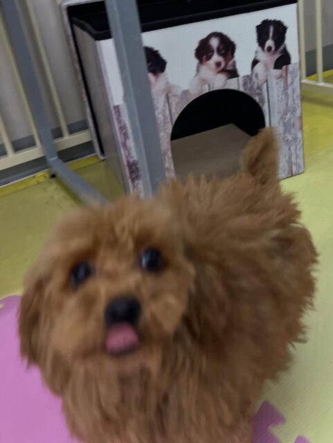 ププちゃん🐶
神威ちゃんと仲良く走り回って遊んでいました🙌
🐾🐶愛犬のお悩みご相談ください🐶🐾
@kenkohmura_official
 ↑フォロー待ってます↑

〒955-0091 新潟県三条市上須頃大割４２８−１
☎︎ 0256-35-2571
✉️ info@kenkohmura.jp
HP: http://kenkohmura.jp
LINE: https://lin.ee/7LIz5sb

#犬幸村 #新潟県 #三条市 上須頃 新潟県トリミング 三条市トリミング 上須頃トリミング トリミングサロン 犬の幼稚園 ノーリッチテリア いぬすたぐらむ  ホームセンタームサシ 犬バカ部 犬幸村チャンネル  犬好きな人と繋がりたい ストレス発散 プラッキング レーキング 犬のしつけ トレーニング 爪切り  ハミガキ トイプードル トイプードルかわいい トイプードル大好き