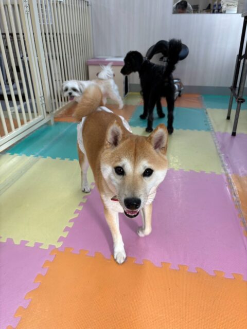 寅丸ちゃん🐶
パンちゃんやペリーちゃんと遊んだり、楽しそうに走り回っていました🎶
歯磨きトレーニング開始して1年2ヶ月経過しました🦷🪥✨
歯磨き上手になっているのでこれからもがんばりましょう！
🐾🐶愛犬のお悩みご相談ください🐶🐾
@kenkohmura_official
 ↑フォロー待ってます↑

〒955-0091 新潟県三条市上須頃大割４２８−１
☎︎ 0256-35-2571
✉️ info@kenkohmura.jp
HP: http://kenkohmura.jp
LINE: https://lin.ee/7LIz5sb

#犬幸村 #新潟県 #三条市 上須頃 新潟県トリミング 三条市トリミング 上須頃トリミング トリミングサロン 犬の幼稚園 ノーリッチテリア いぬすたぐらむ  ホームセンタームサシ 犬バカ部 犬幸村チャンネル  犬好きな人と繋がりたい ストレス発散 プラッキング レーキング 犬のしつけ トレーニング 爪切り  ハミガキ 豆柴 豆柴かわいい 豆柴好き