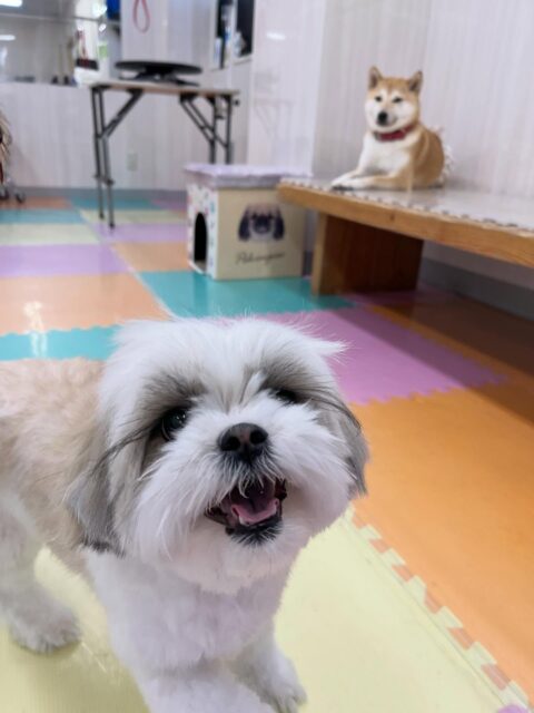 パンちゃん🐶
寅丸ちゃんや神威ちゃんと楽しそうに遊んでいました✨
🐾🐶愛犬のお悩みご相談ください🐶🐾
@kenkohmura_official
 ↑フォロー待ってます↑

〒955-0091 新潟県三条市上須頃大割４２８−１
☎︎ 0256-35-2571
✉️ info@kenkohmura.jp
HP: http://kenkohmura.jp
LINE: https://lin.ee/7LIz5sb

#犬幸村 #新潟県 #三条市 上須頃 新潟県トリミング 三条市トリミング 上須頃トリミング トリミングサロン 犬の幼稚園 ノーリッチテリア いぬすたぐらむ  ホームセンタームサシ 犬バカ部 犬幸村チャンネル  犬好きな人と繋がりたい ストレス発散 プラッキング レーキング 犬のしつけ トレーニング 爪切り  ハミガキ ミックス犬 ミックス犬かわいい ミックス犬好き