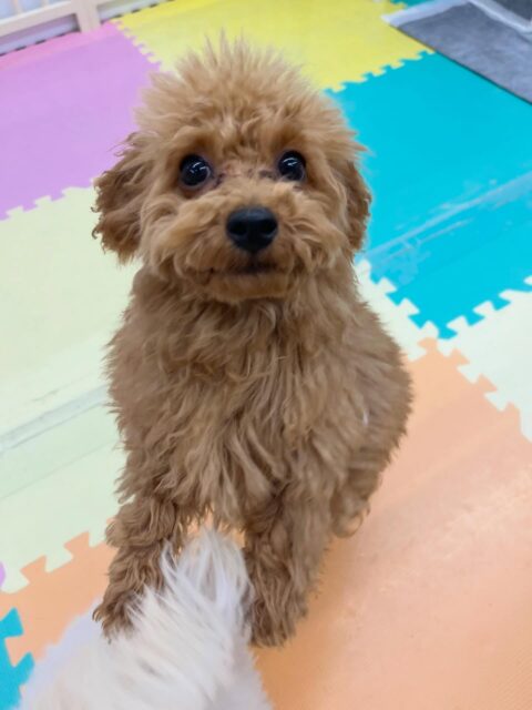 ププちゃん🐶
ふうちゃんやハピちゃんと遊んでいました😄
お散歩トレーニングでは楽しそうに歩いていました✨
🐾🐶愛犬のお悩みご相談ください🐶🐾
@kenkohmura_official
↑フォロー待ってます↑
〒955-0091 新潟県三条市上須頃大割428−1
☎︎ 0256-35-2571
✉️ info@kenkohmura.jp
HP: http://kenkohmura.jp
LINE: https://lin.ee/7LIz5sb
#犬幸村 #新潟県 #三条市 上須頃 新潟県トリミング 三条市トリミング 上須頃トリミング トリミングサロン 犬の幼稚園 ノーリッチテリア いぬすたぐらむ ホームセンタームサシ 犬バカ部 犬幸村チャンネル 犬好きな人と繋がりたい ストレス発散 プラッキング レーキング 犬のしつけ トレーニング 爪切り ハミガキ トイプードル トイプードル大好き トイプードルかわいい