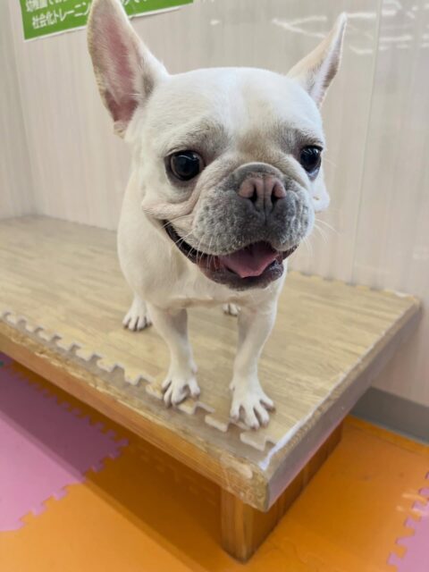 福太郎ちゃん🐶
ちょこたんちゃんやニコペットにいるスタンダードプードルちゃんと楽しそうに遊んでいました🎶
歯磨きトレーニング開始して1年経過しました🦷🪥✨
歯磨きとても上手にやらせてくれます👏
🐾🐶愛犬のお悩みご相談ください🐶🐾
@kenkohmura_official
↑フォロー待ってます↑
〒955-0091 新潟県三条市上須頃大割428−1
☎︎ 0256-35-2571
✉️ info@kenkohmura.jp
HP: http://kenkohmura.jp
LINE: https://lin.ee/7LIz5sb
#犬幸村 #新潟県 #三条市 上須頃 新潟県トリミング 三条市トリミング 上須頃トリミング トリミングサロン 犬の幼稚園 ノーリッチテリア いぬすたぐらむ ホームセンタームサシ 犬バカ部 犬幸村チャンネル 犬好きな人と繋がりたい ストレス発散 プラッキング レーキング 犬のしつけ トレーニング 爪切り ハミガキ フレンチブルドッグ フレンチブルドッグかわいい フレンチブルドッグすき