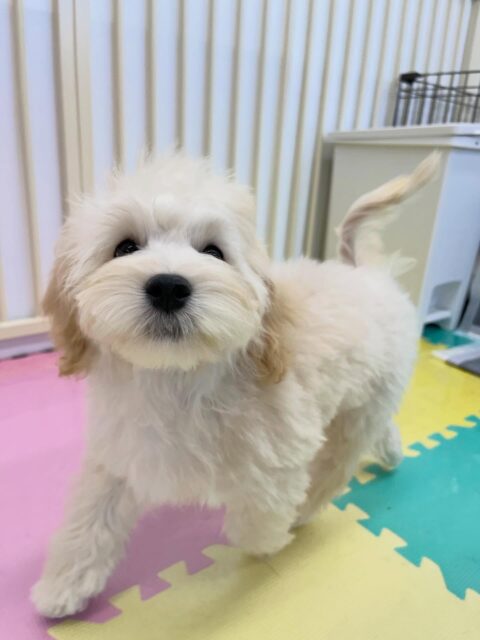 ふうちゃん🐶
仲良しのププちゃんと楽しそうに遊んでいました😊
カットしてスッキリしました✨
🐾🐶愛犬のお悩みご相談ください🐶🐾
@kenkohmura_official
↑フォロー待ってます↑
〒955-0091 新潟県三条市上須頃大割428−1
☎︎ 0256-35-2571
✉️ info@kenkohmura.jp
HP: http://kenkohmura.jp
LINE: https://lin.ee/7LIz5sb
#犬幸村 #新潟県 #三条市 上須頃 新潟県トリミング 三条市トリミング 上須頃トリミング トリミングサロン 犬の幼稚園 ノーリッチテリア いぬすたぐらむ ホームセンタームサシ 犬バカ部 犬幸村チャンネル 犬好きな人と繋がりたい ストレス発散 プラッキング レーキング 犬のしつけ トレーニング 爪切り ハミガキ ミックス犬 ミックス犬かわいい ミックス犬好き