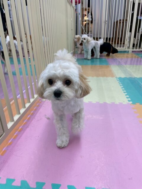 神威ちゃん🐶
ふうちゃんとププちゃんと走ったり、ハピちゃんを遊びに誘っていました☺️
お散歩トレーニングでは引っ張っりがありましたが、後半は落ち着いて歩いていました🙌
🐾🐶愛犬のお悩みご相談ください🐶🐾
@kenkohmura_official
↑フォロー待ってます↑
〒955-0091 新潟県三条市上須頃大割428−1
☎︎ 0256-35-2571
✉️ info@kenkohmura.jp
HP: http://kenkohmura.jp
LINE: https://lin.ee/7LIz5sb
#犬幸村 #新潟県 #三条市 上須頃 新潟県トリミング 三条市トリミング 上須頃トリミング トリミングサロン 犬の幼稚園 ノーリッチテリア いぬすたぐらむ ホームセンタームサシ 犬バカ部 犬幸村チャンネル 犬好きな人と繋がりたい ストレス発散 プラッキング レーキング 犬のしつけ トレーニング 爪切り ハミガキ ミックス犬 ミックス犬かわいい ミックス犬好き