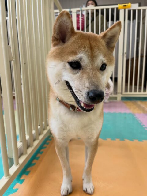寅丸ちゃん🐶
ケン太ちゃんや北斗ちゃん、光太ちゃんと激しくおしゃべりしていました😆
お散歩トレーニングではとても上手に歩いていました👏
🐾🐶愛犬のお悩みご相談ください🐶🐾
@kenkohmura_official
↑フォロー待ってます↑
〒955-0091 新潟県三条市上須頃大割428−1
☎︎ 0256-35-2571
✉️ info@kenkohmura.jp
HP: http://kenkohmura.jp
LINE: https://lin.ee/7LIz5sb
#犬幸村 #新潟県 #三条市 上須頃 新潟県トリミング 三条市トリミング 上須頃トリミング トリミングサロン 犬の幼稚園 ノーリッチテリア いぬすたぐらむ ホームセンタームサシ 犬バカ部 犬幸村チャンネル 犬好きな人と繋がりたい ストレス発散 プラッキング レーキング 犬のしつけ トレーニング 爪切り ハミガキ 豆柴 豆柴かわいい 豆柴だいすき