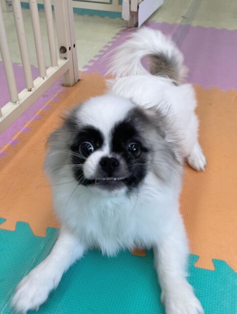 初来園のハピちゃん🐶
ププちゃんと楽しそうに遊んだり、光太ちゃんに叱られていたりしていました😊
🐾🐶愛犬のお悩みご相談ください🐶🐾
@kenkohmura_official
↑フォロー待ってます↑
〒955-0091 新潟県三条市上須頃大割428−1
☎︎ 0256-35-2571
✉️ info@kenkohmura.jp
HP: http://kenkohmura.jp
LINE: https://lin.ee/7LIz5sb
#犬幸村 #新潟県 #三条市 上須頃 新潟県トリミング 三条市トリミング 上須頃トリミング トリミングサロン 犬の幼稚園 ノーリッチテリア いぬすたぐらむ ホームセンタームサシ 犬バカ部 犬幸村チャンネル 犬好きな人と繋がりたい ストレス発散 プラッキング レーキング 犬のしつけ トレーニング 爪切り ハミガキ ミックス犬 ミックス犬かわいい ミックス犬好き