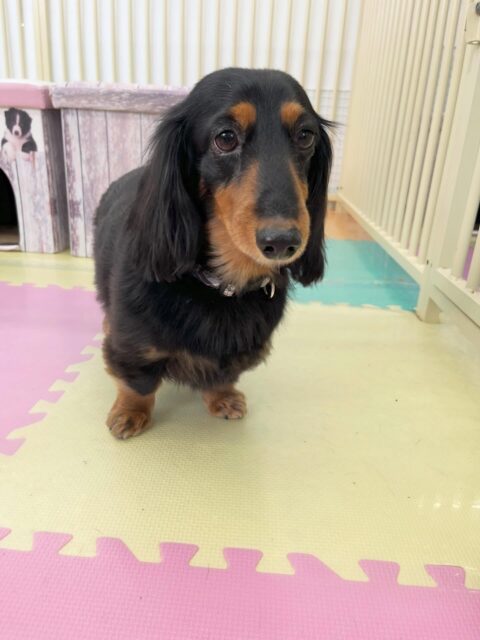 クッキーちゃん🐶
ハピちゃんと挨拶したりしていました😄
お散歩トレーニングでは楽しそうに歩いていました🎶
🐾🐶愛犬のお悩みご相談ください🐶🐾
@kenkohmura_official
↑フォロー待ってます↑
〒955-0091 新潟県三条市上須頃大割428−1
☎︎ 0256-35-2571
✉️ info@kenkohmura.jp
HP: http://kenkohmura.jp
LINE: https://lin.ee/7LIz5sb
#犬幸村 #新潟県 #三条市 上須頃 新潟県トリミング 三条市トリミング 上須頃トリミング トリミングサロン 犬の幼稚園 ノーリッチテリア いぬすたぐらむ ホームセンタームサシ 犬バカ部 犬幸村チャンネル 犬好きな人と繋がりたい ストレス発散 プラッキング レーキング 犬のしつけ トレーニング 爪切り ハミガキ ミニチュアダックスフンド ミニチュアダックスフンドかわいい ミニチュアダックスフンドすき