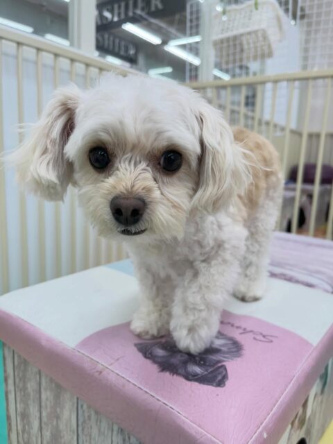 モコちゃん🐶
スタッフの膝の上からみんなを見ていたり、シャンプーやカット頑張っていました😁
🐾🐶愛犬のお悩みご相談ください🐶🐾
@kenkohmura_official
↑フォロー待ってます↑
〒955-0091 新潟県三条市上須頃大割428−1
☎︎ 0256-35-2571
✉️ info@kenkohmura.jp
HP: http://kenkohmura.jp
LINE: https://lin.ee/7LIz5sb
#犬幸村 #新潟県 #三条市 上須頃 新潟県トリミング 三条市トリミング 上須頃トリミング トリミングサロン 犬の幼稚園 ノーリッチテリア いぬすたぐらむ ホームセンタームサシ 犬バカ部 犬幸村チャンネル 犬好きな人と繋がりたい ストレス発散 プラッキング レーキング 犬のしつけ トレーニング 爪切り ハミガキ ミックス犬 ミックス犬かわい犬 ミックス犬好き