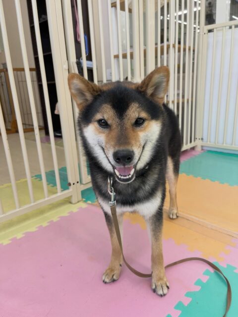 光太ちゃん🐶
寅丸ちゃん、北斗ちゃん、ケン太ちゃんとおしゃべりしていました😁
歯磨きトレーニング開始して1年経過しました🦷🪥
歯の白さキープしています、これからもがんばりましょう💪
🐾🐶愛犬のお悩みご相談ください🐶🐾
@kenkohmura_official
↑フォロー待ってます↑
〒955-0091 新潟県三条市上須頃大割428−1
☎︎ 0256-35-2571
✉️ info@kenkohmura.jp
HP: http://kenkohmura.jp
LINE: https://lin.ee/7LIz5sb
#犬幸村 #新潟県 #三条市 上須頃 新潟県トリミング 三条市トリミング 上須頃トリミング トリミングサロン 犬の幼稚園 ノーリッチテリア いぬすたぐらむ ホームセンタームサシ 犬バカ部 犬幸村チャンネル 犬好きな人と繋がりたい ストレス発散 プラッキング レーキング 犬のしつけ トレーニング 爪切り ハミガキ 黒柴 黒柴かわいい 黒柴だいすき