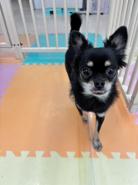 ひなたちゃん🐶
ベンと遊んだり、ニッカちゃんに遊びに誘われていました😄
お散歩トレーニングでは上手に歩いていました👏
🐾🐶愛犬のお悩みご相談ください🐶🐾
@kenkohmura_official
 ↑フォロー待ってます↑

〒955-0091 新潟県三条市上須頃大割４２８−１
☎︎ 0256-35-2571
✉️ info@kenkohmura.jp
HP: http://kenkohmura.jp
LINE: https://lin.ee/7LIz5sb

#犬幸村 #新潟県 #三条市 上須頃 新潟県トリミング 三条市トリミング 上須頃トリミング トリミングサロン 犬の幼稚園 ノーリッチテリア いぬすたぐらむ  ホームセンタームサシ 犬バカ部 犬幸村チャンネル  犬好きな人と繋がりたい ストレス発散 プラッキング レーキング 犬のしつけ トレーニング 爪切り  ハミガキ チワワ チワワ大好き チワワかわいい