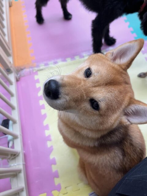 のりまきちゃん🐶
アビーちゃんと挨拶したり、寅丸ちゃんとおしゃべりしていました😁
お散歩トレーニングでは落ち着いて歩いていました🙌
🐾🐶愛犬のお悩みご相談ください🐶🐾
@kenkohmura_official
 ↑フォロー待ってます↑

〒955-0091 新潟県三条市上須頃大割４２８−１
☎︎ 0256-35-2571
✉️ info@kenkohmura.jp
HP: http://kenkohmura.jp
LINE: https://lin.ee/7LIz5sb

#犬幸村 #新潟県 #三条市 上須頃 新潟県トリミング 三条市トリミング 上須頃トリミング トリミングサロン 犬の幼稚園 ノーリッチテリア いぬすたぐらむ  ホームセンタームサシ 犬バカ部 犬幸村チャンネル  犬好きな人と繋がりたい ストレス発散 プラッキング レーキング 犬のしつけ トレーニング 爪切り  ハミガキ 柴柴犬かわいい 柴犬部