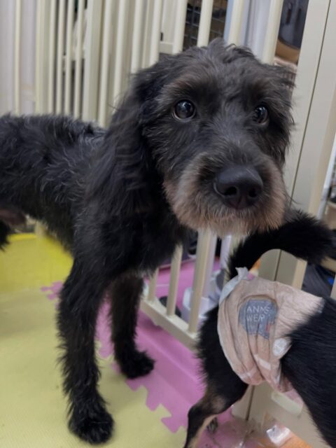 初来園のニッカちゃん🐶
幼稚園の中楽しそうに走り回っていたり、ベンに叱られていたりしていました😊
シャンプーやお手入れもがんばっていました👏
🐾🐶愛犬のお悩みご相談ください🐶🐾
@kenkohmura_official
 ↑フォロー待ってます↑

〒955-0091 新潟県三条市上須頃大割４２８−１
☎︎ 0256-35-2571
✉️ info@kenkohmura.jp
HP: http://kenkohmura.jp
LINE: https://lin.ee/7LIz5sb

#犬幸村 #新潟県 #三条市 上須頃 新潟県トリミング 三条市トリミング 上須頃トリミング トリミングサロン 犬の幼稚園 ノーリッチテリア いぬすたぐらむ  ホームセンタームサシ 犬バカ部 犬幸村チャンネル  犬好きな人と繋がりたい ストレス発散 プラッキング レーキング 犬のしつけ トレーニング 爪切り  ハミガキ ミックス犬 ミックス犬かわいい ミックス犬好き