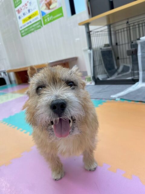 明日12/31日から1/5月曜日までお正月休みを頂きます
1/6火曜日からはまた通常通り営業させていただきます🐶
皆様今年は誠にお世話になりました🙇
また来年も犬幸村をどうぞよろしくお願い致します‼️
また火曜日から元気に営業しているので皆様是非ご利用ください。
🐾🐶愛犬のお悩みご相談ください🐶🐾
@kenkohmura_official
↑フォロー待ってます↑
〒955-0091 新潟県三条市上須頃大割428−1
☎︎ 0256-35-2571
✉️ info@kenkohmura.jp
HP: http://kenkohmura.jp
LINE: https://lin.ee/7LIz5sb
#犬幸村 #新潟県 #三条市 #上須頃 #新潟県トリミング 三条市トリミング 上須頃トリミング トリミングサロン 犬の幼稚園 ノーリッチテリア いぬすたぐらむ ホームセンタームサシ 犬バカ部 犬幸村チャンネル 犬好きな人と繋がりたい ストレス発散 プラッキング レーキング 犬のしつけ トレーニング 爪切り ハミガキ