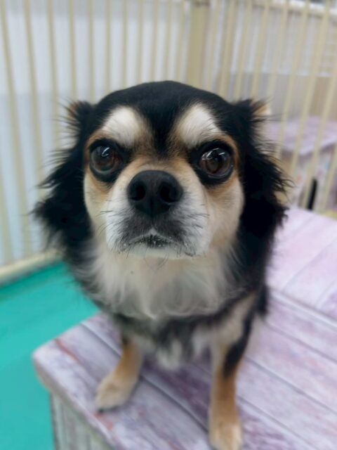ゴロー丸ちゃん🐶
本日歯磨きトレーニングを開始して1年4ヶ月が経ちました
歯磨きも歯の状態も非常に良好です‼️このまま継続して頑張りましょう✊
本日も、お散歩トレーニング非常に頑張ってくれていて、お外での抱っこやスタッフさんからのお散歩トレーニングだんだんイヤイヤもなくなってきているので頑張りましょう✊
🐾🐶愛犬のお悩みご相談ください🐶🐾
@kenkohmura_official
↑フォロー待ってます↑
〒955-0091 新潟県三条市上須頃大割428−1
☎︎ 0256-35-2571
✉️ info@kenkohmura.jp
HP: http://kenkohmura.jp
LINE: https://lin.ee/7LIz5sb
#犬幸村 #新潟県 #三条市 #上須頃 #新潟県トリミング 三条市トリミング 上須頃トリミング トリミングサロン 犬の幼稚園 ノーリッチテリア いぬすたぐらむ ホームセンタームサシ 犬バカ部 犬幸村チャンネル 犬好きな人と繋がりたい ストレス発散 プラッキング レーキング 犬のしつけ トレーニング 爪切り ハミガキ チワワチワワ可愛いチワワ大好きチワワ倶楽部