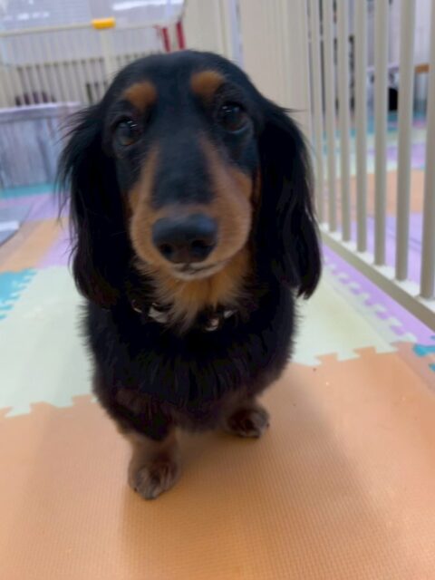 クッキーちゃん🐶
本日は、ちびっ子軍団にたくさんちょっかいを出されて何だよ‼️と少し怒ったり、ゴロー丸ちゃん達と挨拶をしたりしたりしていました🤭
🐾🐶愛犬のお悩みご相談ください🐶🐾
@kenkohmura_official
↑フォロー待ってます↑
〒955-0091 新潟県三条市上須頃大割428−1
☎︎ 0256-35-2571
✉️ info@kenkohmura.jp
HP: http://kenkohmura.jp
LINE: https://lin.ee/7LIz5sb
#犬幸村 #新潟県 #三条市 #上須頃 #新潟県トリミング 三条市トリミング 上須頃トリミング トリミングサロン 犬の幼稚園 ノーリッチテリア いぬすたぐらむ ホームセンタームサシ 犬バカ部 犬幸村チャンネル 犬好きな人と繋がりたい ストレス発散 プラッキング レーキング 犬のしつけ トレーニング 爪切り ハミガキ ダックスダックス倶楽部ダックス可愛いダックス大好き