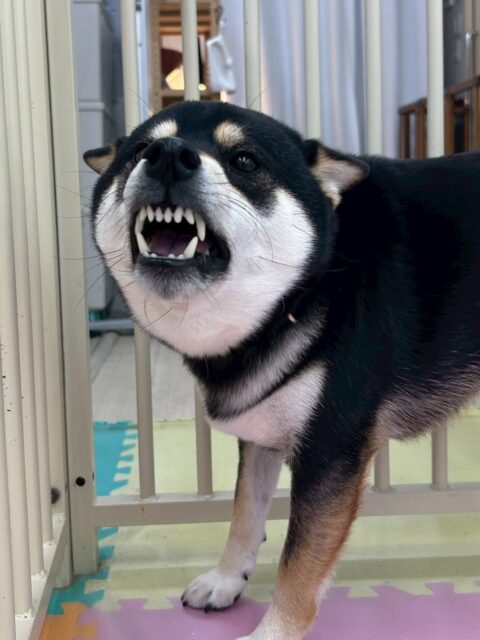 北斗ちゃん🐶
本日歯磨きトレーニングを開始して1年3ヶ月が経ちました
歯磨きも歯の状態も良いのでこのまま継続を意識して頑張りましょう✊
園内では、柵越しにまめちゃんと激しいお話をずーっとしていてあまりにも激しくて、周りの子達も興味津々でした🤭
小さい子達組にも非常に優しくできており挨拶をし合ったりして楽しそうにしていました👍
🐾🐶愛犬のお悩みご相談ください🐶🐾
@kenkohmura_official
↑フォロー待ってます↑
〒955-0091 新潟県三条市上須頃大割428−1
☎︎ 0256-35-2571
✉️ info@kenkohmura.jp
HP: http://kenkohmura.jp
LINE: https://lin.ee/7LIz5sb
#犬幸村 #新潟県 #三条市 #上須頃 #新潟県トリミング 三条市トリミング 上須頃トリミング トリミングサロン 犬の幼稚園 ノーリッチテリア いぬすたぐらむ ホームセンタームサシ 犬バカ部 犬幸村チャンネル 犬好きな人と繋がりたい ストレス発散 プラッキング レーキング 犬のしつけ トレーニング 爪切り ハミガキ 柴犬柴犬可愛い柴犬大好き柴犬倶楽部