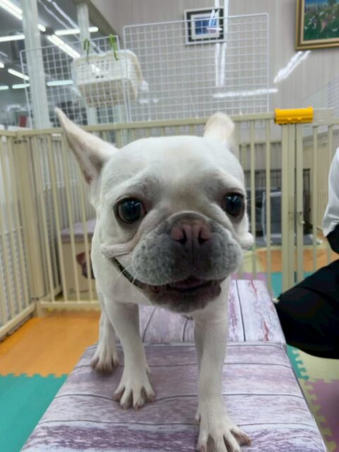 福太郎ちゃん🐶
本日は、いろんな子達にちょっかいを出して走り回ったり、ワンプロをしたりして非常に満足そうな顔をしていました🤭
小さい子達とも、ヤンチャ組の子達とも仲良くできるムードメーカーの福太郎ちゃんでした👍
🐾🐶愛犬のお悩みご相談ください🐶🐾
@kenkohmura_official
↑フォロー待ってます↑
〒955-0091 新潟県三条市上須頃大割428−1
☎︎ 0256-35-2571
✉️ info@kenkohmura.jp
HP: http://kenkohmura.jp
LINE: https://lin.ee/7LIz5sb
#犬幸村 #新潟県 #三条市 #上須頃 #新潟県トリミング 三条市トリミング 上須頃トリミング トリミングサロン 犬の幼稚園 ノーリッチテリア いぬすたぐらむ ホームセンタームサシ 犬バカ部 犬幸村チャンネル 犬好きな人と繋がりたい ストレス発散 プラッキング レーキング 犬のしつけ トレーニング 爪切り ハミガキ フレブルフレブル可愛いフレブル大好きフレブル倶楽部