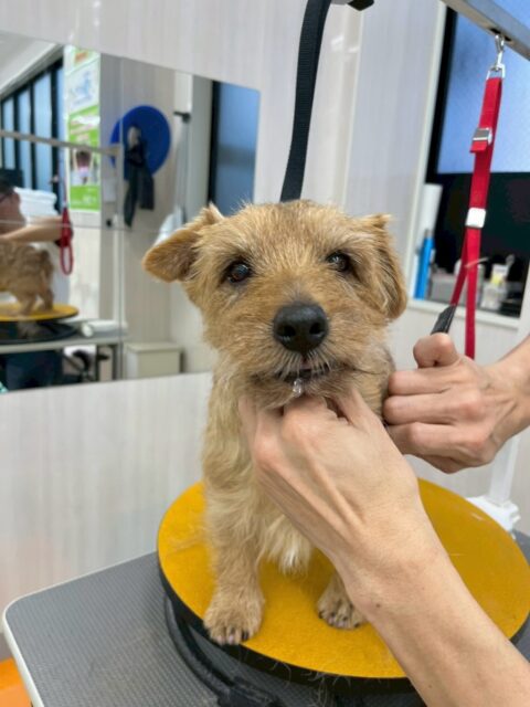 ゴローちゃん🐶
本日は、来園して早々にみんなから挨拶をされたり、匂いを嗅がれたりして忙しそうにしていました😅
特にハピちゃんや、モモちゃん、ふうちゃん達のちびっ子組がたくさんちょっかいを出していました🤭
🐾🐶愛犬のお悩みご相談ください🐶🐾
@kenkohmura_official
↑フォロー待ってます↑
〒955-0091 新潟県三条市上須頃大割428−1
☎︎ 0256-35-2571
✉️ info@kenkohmura.jp
HP: http://kenkohmura.jp
LINE: https://lin.ee/7LIz5sb
#犬幸村 #新潟県 #三条市 #上須頃 #新潟県トリミング 三条市トリミング 上須頃トリミング トリミングサロン 犬の幼稚園 ノーリッチテリア いぬすたぐらむ ホームセンタームサシ 犬バカ部 犬幸村チャンネル 犬好きな人と繋がりたい ストレス発散 プラッキング レーキング 犬のしつけ トレーニング 爪切り ハミガキ ノーフォークテリアノーフォークテリア倶楽部ノーフォークテリア可愛いノーフォークテリア大好き