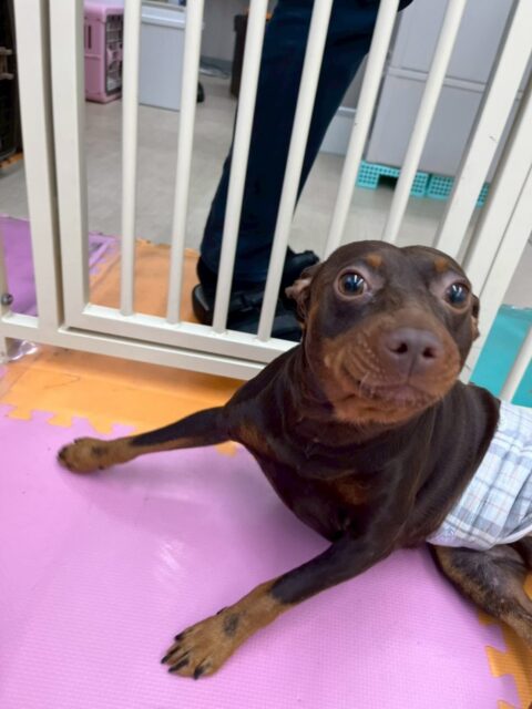 とらのすけちゃん🐶
本日はやん丸にお腹を出したり、北斗ちゃんや、コハクちゃん達に挨拶をし合ったりしていました🤭
小さい子達とも匂いを嗅ぎ合ったりできていたので非常に良かったです👍
🐾🐶愛犬のお悩みご相談ください🐶🐾
@kenkohmura_official
↑フォロー待ってます↑
〒955-0091 新潟県三条市上須頃大割428−1
☎︎ 0256-35-2571
✉️ info@kenkohmura.jp
HP: http://kenkohmura.jp
LINE: https://lin.ee/7LIz5sb
#犬幸村 #新潟県 #三条市 #上須頃 #新潟県トリミング 三条市トリミング 上須頃トリミング トリミングサロン 犬の幼稚園 ノーリッチテリア いぬすたぐらむ ホームセンタームサシ 犬バカ部 犬幸村チャンネル 犬好きな人と繋がりたい ストレス発散 プラッキング レーキング 犬のしつけ トレーニング 爪切り ハミガキ ミニピンミニピン可愛いミニピン大好きミニピン倶楽部