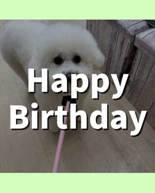 ピピちゃん🐶
誕生日おめでとうございます🎂
本日園内では、いろんな子達にちょっかいをだされたり、スタッフの膝の上争奪戦をしたりして楽しんで過ごしていました👍
🐾🐶愛犬のお悩みご相談ください🐶🐾
@kenkohmura_official
↑フォロー待ってます↑
〒955-0091 新潟県三条市上須頃大割428−1
☎︎ 0256-35-2571
✉️ info@kenkohmura.jp
HP: http://kenkohmura.jp
LINE: https://lin.ee/7LIz5sb
#犬幸村 #新潟県 #三条市 #上須頃 #新潟県トリミング 三条市トリミング 上須頃トリミング トリミングサロン 犬の幼稚園 ノーリッチテリア いぬすたぐらむ ホームセンタームサシ 犬バカ部 犬幸村チャンネル 犬好きな人と繋がりたい ストレス発散 プラッキング レーキング 犬のしつけ トレーニング 爪切り ハミガキ ビジョンフリーゼビション可愛いビション倶楽部