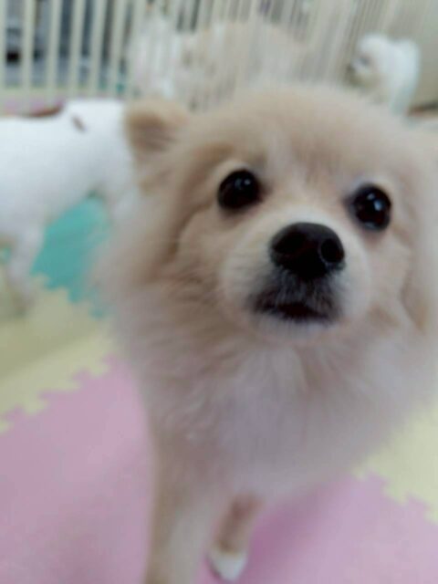 ベルちゃん🐶
今日はハピちゃんとプロレスごっこをして楽しそうに遊んでいました😊
お散歩では行きたい方向や興味のあることに気が逸れると歩かない場面がありましたが歩く時はこちらのペースに合わせて歩けるようになってきました👏✨
🐾🐶愛犬のお悩みご相談ください🐶🐾
@kenkohmura_official
↑フォロー待ってます↑
〒955-0091 新潟県三条市上須頃大割428−1
☎︎ 0256-35-2571
✉️ info@kenkohmura.jp
HP: http://kenkohmura.jp
LINE: https://lin.ee/7LIz5sb
#犬幸村 #新潟県 #三条市 上須頃 新潟県トリミング 三条市トリミング 上須頃トリミング トリミングサロン 犬の幼稚園 ノーリッチテリア いぬすたぐらむ ホームセンタームサシ 犬バカ部 犬幸村チャンネル 犬好きな人と繋がりたい ストレス発散 プラッキング レーキング 犬のしつけ トレーニング 爪切り ハミガキ ポメラニアン ポメ ポメラニアンだいすき