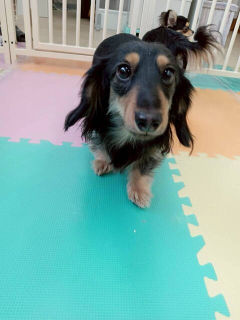 カルムちゃん🐶
今日はシロちゃんのことが気に入ったようで一生懸命追いかけて匂いを嗅ぎに行っていました😊
ゴロー丸ちゃんがカルムちゃんのことを気に入ったようで追いかけていたのですがシロちゃんにロックオンしていて匂いを嗅がれても気にしていませんでした😆
🐾🐶愛犬のお悩みご相談ください🐶🐾
@kenkohmura_official
↑フォロー待ってます↑
〒955-0091 新潟県三条市上須頃大割428−1
☎︎ 0256-35-2571
✉️ info@kenkohmura.jp
HP: http://kenkohmura.jp
LINE: https://lin.ee/7LIz5sb
#犬幸村 #新潟県 #三条市 上須頃 新潟県トリミング 三条市トリミング 上須頃トリミング トリミングサロン 犬の幼稚園 ノーリッチテリア いぬすたぐらむ ホームセンタームサシ 犬バカ部 犬幸村チャンネル 犬好きな人と繋がりたい ストレス発散 プラッキング レーキング 犬のしつけ トレーニング 爪切り ハミガキ ミニチュアダックスフンド ダックスフンド ダックス