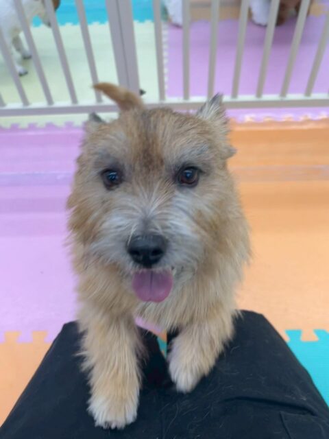 明日は木曜日休園日です🐶
🐾🐶愛犬のお悩みご相談ください🐶🐾
@kenkohmura_official
↑フォロー待ってます↑
〒955-0091 新潟県三条市上須頃大割428−1
☎︎ 0256-35-2571
✉️ info@kenkohmura.jp
HP: http://kenkohmura.jp
LINE: https://lin.ee/7LIz5sb
#犬幸村 #新潟県 #三条市 #上須頃 #新潟県トリミング 三条市トリミング 上須頃トリミング トリミングサロン 犬の幼稚園 ノーリッチテリア いぬすたぐらむ ホームセンタームサシ 犬バカ部 犬幸村チャンネル 犬好きな人と繋がりたい ストレス発散 プラッキング レーキング 犬のしつけ トレーニング 爪切り ハミガキ