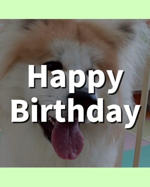 れんちゃん🐶
お誕生日でした🎂おめでとうございます🎉
本日園内では、ニコペットのラブラドールやぽん太、ハピちゃん達と一生懸命に遊び回ったりして非常に楽しそうにして過ごしていました🤭
スタッフとのあまがみくん対決も白熱してこちらもすごく楽しかったです🙇
🐾🐶愛犬のお悩みご相談ください🐶🐾
@kenkohmura_official
↑フォロー待ってます↑
〒955-0091 新潟県三条市上須頃大割428−1
☎︎ 0256-35-2571
✉️ info@kenkohmura.jp
HP: http://kenkohmura.jp
LINE: https://lin.ee/7LIz5sb
#犬幸村 #新潟県 #三条市 #上須頃 #新潟県トリミング 三条市トリミング 上須頃トリミング トリミングサロン 犬の幼稚園 ノーリッチテリア いぬすたぐらむ ホームセンタームサシ 犬バカ部 犬幸村チャンネル 犬好きな人と繋がりたい ストレス発散 プラッキング レーキング 犬のしつけ トレーニング 爪切り ハミガキ 秋田犬秋田犬可愛い秋田犬大好き秋田犬倶楽部