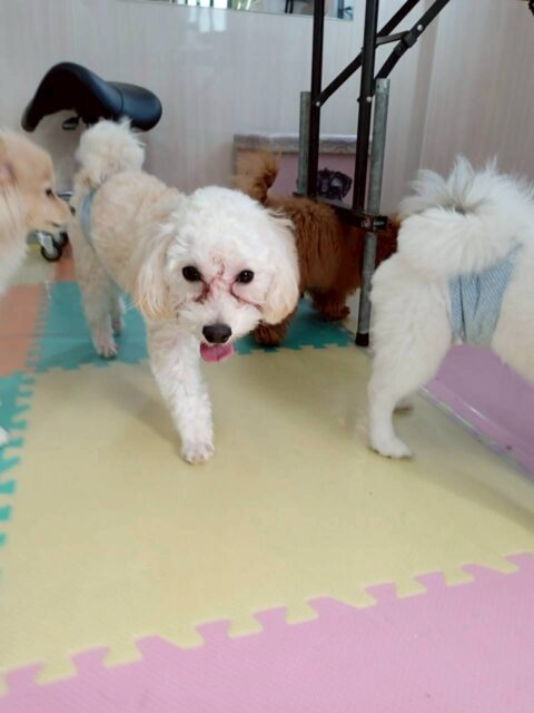 幼稚園体験に来てくれました🐶
自分から積極的に匂いを嗅いだり、遊びに誘ったりしていました😊
人にもフレンドリーで可愛かったです🥰
🐾🐶愛犬のお悩みご相談ください🐶🐾
@kenkohmura_official
↑フォロー待ってます↑
〒955-0091 新潟県三条市上須頃大割428−1
☎︎ 0256-35-2571
✉️ info@kenkohmura.jp
HP: http://kenkohmura.jp
LINE: https://lin.ee/7LIz5sb
#犬幸村 #新潟県 #三条市 上須頃 新潟県トリミング 三条市トリミング 上須頃トリミング トリミングサロン 犬の幼稚園 ノーリッチテリア いぬすたぐらむ ホームセンタームサシ 犬バカ部 犬幸村チャンネル 犬好きな人と繋がりたい ストレス発散 プラッキング レーキング 犬のしつけ トレーニング 爪切り ハミガキ ミックス犬 mix犬 ミックス犬だいすき