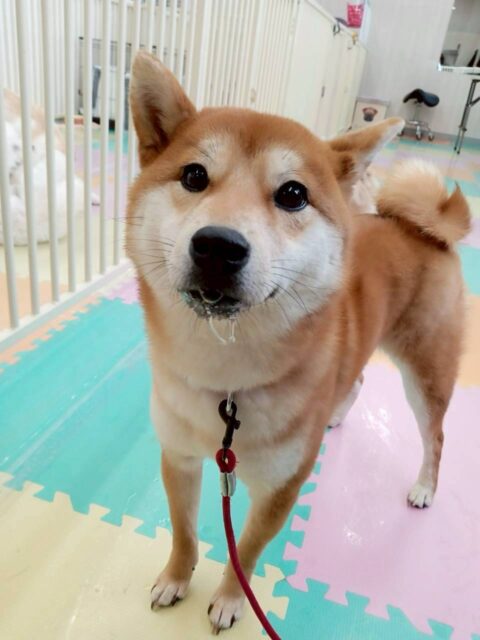 うめちゃん🐶
今日は自分から色んな子の匂いを嗅ぎにいっていました😊
お手入れの練習ではお母さんと協力して道具に慣れてもらう練習をしました✨
練習の中で爪を触らせてくれる大きな成長を見せてくれました👏
この調子で少しずつ頑張っていきましょう💪
🐾🐶愛犬のお悩みご相談ください🐶🐾
@kenkohmura_official
↑フォロー待ってます↑
〒955-0091 新潟県三条市上須頃大割428−1
☎︎ 0256-35-2571
✉️ info@kenkohmura.jp
HP: http://kenkohmura.jp
LINE: https://lin.ee/7LIz5sb
#犬幸村 #新潟県 #三条市 上須頃 新潟県トリミング 三条市トリミング 上須頃トリミング トリミングサロン 犬の幼稚園 ノーリッチテリア いぬすたぐらむ ホームセンタームサシ 犬バカ部 犬幸村チャンネル 犬好きな人と繋がりたい ストレス発散 プラッキング レーキング 犬のしつけ トレーニング 爪切り ハミガキ 柴犬 柴 しば