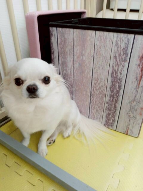 ビビちゃん🐶
今日は小さい子達がたくさんいたので自分からも勇気を出して匂いを嗅ぎにいっていました😊
その後はまったりマイペースに椅子の側で休んでいました✨
🐾🐶愛犬のお悩みご相談ください🐶🐾
@kenkohmura_official
↑フォロー待ってます↑
〒955-0091 新潟県三条市上須頃大割428−1
☎︎ 0256-35-2571
✉️ info@kenkohmura.jp
HP: http://kenkohmura.jp
LINE: https://lin.ee/7LIz5sb
#犬幸村 #新潟県 #三条市 上須頃 新潟県トリミング 三条市トリミング 上須頃トリミング トリミングサロン 犬の幼稚園 ノーリッチテリア いぬすたぐらむ ホームセンタームサシ 犬バカ部 犬幸村チャンネル 犬好きな人と繋がりたい ストレス発散 プラッキング レーキング 犬のしつけ トレーニング 爪切り ハミガキ チワワ ちわわ チワワだいすき