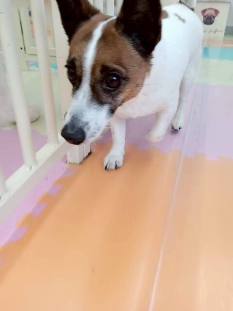 麦ちゃん🐶
今日は小さい子達がたくさんいたので指導役をしてました😊
レーキングではお利口さんにしていてくれました✨たくさん抜けてスッキリした顔をしていました😆
🐾🐶愛犬のお悩みご相談ください🐶🐾
@kenkohmura_official
↑フォロー待ってます↑
〒955-0091 新潟県三条市上須頃大割428−1
☎︎ 0256-35-2571
✉️ info@kenkohmura.jp
HP: http://kenkohmura.jp
LINE: https://lin.ee/7LIz5sb
#犬幸村 #新潟県 #三条市 上須頃 新潟県トリミング 三条市トリミング 上須頃トリミング トリミングサロン 犬の幼稚園 ノーリッチテリア いぬすたぐらむ ホームセンタームサシ 犬バカ部 犬幸村チャンネル 犬好きな人と繋がりたい ストレス発散 プラッキング レーキング 犬のしつけ トレーニング 爪切り ハミガキ ジャックラッセルテリア ジャックラッセル ジャックラッセルかわいい