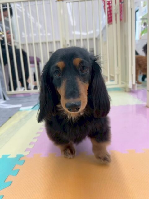 クッキーちゃん🐶
本日歯磨きトレーニングを開始して1年4ヶ月が経ちました
歯の状態キープできています‼️目に見えない後ろの部分も頑張って磨いて行きましょう✊

園内では、タッチちゃん大好き倶楽部の一員としてゴロー丸ちゃんとタッチちゃんの後ろを一生懸命追いかけ回っていました🤭

🐾🐶愛犬のお悩みご相談ください🐶🐾
@kenkohmura_official
 ↑フォロー待ってます↑

〒955-0091 新潟県三条市上須頃大割４２８−１
☎︎ 0256-35-2571
✉️ info@kenkohmura.jp
HP: http://kenkohmura.jp
LINE: https://lin.ee/7LIz5sb

#犬幸村 #新潟県 #三条市 #上須頃 #新潟県トリミング 三条市トリミング 上須頃トリミング トリミングサロン 犬の幼稚園 ノーリッチテリア いぬすたぐらむ  ホームセンタームサシ 犬バカ部 犬幸村チャンネル  犬好きな人と繋がりたい ストレス発散 プラッキング レーキング 犬のしつけ トレーニング 爪切り  ハミガキ ダックスダックス可愛いダックス大好きダックス倶楽部