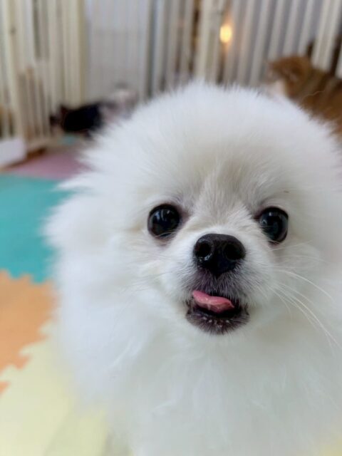 ぽぽちゃん🐶
今日はお店の小さい子達と追いかけっこをしたりしていました😊
お迎えの前にはお父さん、お母さんとブラッシングの練習をさせていただきました☺️お二人ともお上手でぽぽちゃんもリラックス出来ていました✨
お家でも落ち着いて出来るように少しずつ練習していきましょう💪

🐾🐶愛犬のお悩みご相談ください🐶🐾
@kenkohmura_official
 ↑フォロー待ってます↑

〒955-0091 新潟県三条市上須頃大割４２８−１
☎︎ 0256-35-2571
✉️ info@kenkohmura.jp
HP: http://kenkohmura.jp
LINE: https://lin.ee/7LIz5sb

#犬幸村 #新潟県 #三条市 上須頃 新潟県トリミング 三条市トリミング 上須頃トリミング トリミングサロン 犬の幼稚園 ノーリッチテリア いぬすたぐらむ  ホームセンタームサシ 犬バカ部 犬幸村チャンネル  犬好きな人と繋がりたい ストレス発散 プラッキング レーキング 犬のしつけ トレーニング 爪切り  ハミガキ ポメラニアン　ポメ　ポメラニアンだいすき