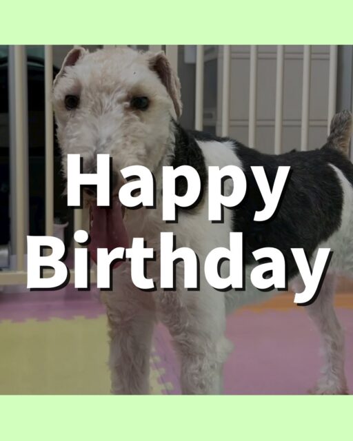 ポコちゃん🐶
お誕生日おめでとうございます🎂👏🏻
ニッカちゃんやニコペットにいるラブラドールちゃん達と激しく遊んだりしていました😄
🐾🐶愛犬のお悩みご相談ください🐶🐾
@kenkohmura_official
 ↑フォロー待ってます↑

〒955-0091 新潟県三条市上須頃大割４２８−１
☎︎ 0256-35-2571
✉️ info@kenkohmura.jp
HP: http://kenkohmura.jp
LINE: https://lin.ee/7LIz5sb

#犬幸村 #新潟県 #三条市 #上須頃 #新潟県トリミング 三条市トリミング 上須頃トリミング トリミングサロン 犬の幼稚園 ノーリッチテリア いぬすたぐらむ  ホームセンタームサシ 犬バカ部 犬幸村チャンネル  犬好きな人と繋がりたい ストレス発散 プラッキング レーキング 犬のしつけ トレーニング 爪切り  ハミガキ ワイヤーフォックステリア ワイヤーフォックステリアかわいい ワイヤーフォックステリアだいすき