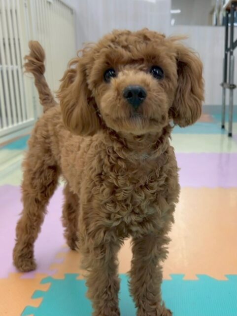 モカちゃん🐶
本日から歯磨きトレーニングスタートです‼️
本日は初回ということもあり、歯磨きに慣れさせる練習であったり、口周りを触る練習をしました‼️歯磨きどんどん練習して歯磨きマスターを目指しましょう✊

園内ではヤンチャ組に入ってみたり、おとなしい組にいたりと両方とも仲良くお友達ができました‼️かなり激しく遊び回っていたので夕方には少し疲れている様子でした🤭

🐾🐶愛犬のお悩みご相談ください🐶🐾
@kenkohmura_official
 ↑フォロー待ってます↑

〒955-0091 新潟県三条市上須頃大割４２８−１
☎︎ 0256-35-2571
✉️ info@kenkohmura.jp
HP: http://kenkohmura.jp
LINE: https://lin.ee/7LIz5sb

#犬幸村 #新潟県 #三条市 #上須頃 #新潟県トリミング 三条市トリミング 上須頃トリミング トリミングサロン 犬の幼稚園 ノーリッチテリア いぬすたぐらむ  ホームセンタームサシ 犬バカ部 犬幸村チャンネル  犬好きな人と繋がりたい ストレス発散 プラッキング レーキング 犬のしつけ トレーニング 爪切り  ハミガキ トイプートイプー可愛いトイプー大好きトイプー倶楽部