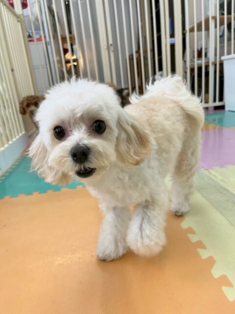 神威ちゃん🐶
本日は、朝からニコペットのラブラドールに追われてテンションが少し下がっていましたが、ププちゃんや、ちょこたんちゃん、きりまるちゃん達が来てくれて一緒に楽しそうに遊べていました👍

🐾🐶愛犬のお悩みご相談ください🐶🐾
@kenkohmura_official
 ↑フォロー待ってます↑

〒955-0091 新潟県三条市上須頃大割４２８−１
☎︎ 0256-35-2571
✉️ info@kenkohmura.jp
HP: http://kenkohmura.jp
LINE: https://lin.ee/7LIz5sb

#犬幸村 #新潟県 #三条市 #上須頃 #新潟県トリミング 三条市トリミング 上須頃トリミング トリミングサロン 犬の幼稚園 ノーリッチテリア いぬすたぐらむ  ホームセンタームサシ 犬バカ部 犬幸村チャンネル  犬好きな人と繋がりたい ストレス発散 プラッキング レーキング 犬のしつけ トレーニング 爪切り  ハミガキ ミックスミックス犬ミックス犬可愛いミックス犬大好きミックス犬倶楽部