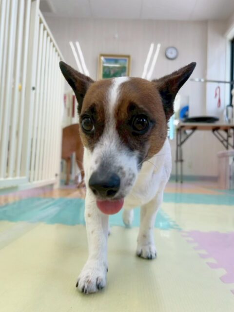 麦ちゃん🐶
今日もお店の小さい子達でエネルギッシュな子達に一喝入れてくれていました😆
シャンプーではお利口さんにしていてくれて、ボックスドライヤーの中ではうとうと眠そうにしていて可愛かったです😊

🐾🐶愛犬のお悩みご相談ください🐶🐾
@kenkohmura_official
 ↑フォロー待ってます↑

〒955-0091 新潟県三条市上須頃大割４２８−１
☎︎ 0256-35-2571
✉️ info@kenkohmura.jp
HP: http://kenkohmura.jp
LINE: https://lin.ee/7LIz5sb

#犬幸村 #新潟県 #三条市 上須頃 新潟県トリミング 三条市トリミング 上須頃トリミング トリミングサロン 犬の幼稚園 ノーリッチテリア いぬすたぐらむ  ホームセンタームサシ 犬バカ部 犬幸村チャンネル  犬好きな人と繋がりたい ストレス発散 プラッキング レーキング 犬のしつけ トレーニング 爪切り  ハミガキ ジャックラッセルテリア　ジャックラッセル　ジャックラッセルかわいい