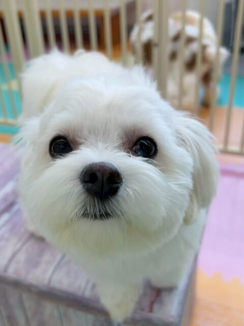 むくちゃん🐶
今日はやん丸やクールちゃん、カノアちゃんなどに積極的に挨拶をしていました😊
むくちゃん、年上の子の方が好きなようでお店の小さい子に遊びに誘われると少し困惑していました😆
スタッフには甘えん坊さんで近づくとコロンとおなかを出してくれて可愛かったです🥰

🐾🐶愛犬のお悩みご相談ください🐶🐾
@kenkohmura_official
 ↑フォロー待ってます↑

〒955-0091 新潟県三条市上須頃大割４２８−１
☎︎ 0256-35-2571
✉️ info@kenkohmura.jp
HP: http://kenkohmura.jp
LINE: https://lin.ee/7LIz5sb

#犬幸村 #新潟県 #三条市 上須頃 新潟県トリミング 三条市トリミング 上須頃トリミング トリミングサロン 犬の幼稚園 ノーリッチテリア いぬすたぐらむ  ホームセンタームサシ 犬バカ部 犬幸村チャンネル  犬好きな人と繋がりたい ストレス発散 プラッキング レーキング 犬のしつけ トレーニング 爪切り  ハミガキ　ミックス犬　mix犬　みっくす犬