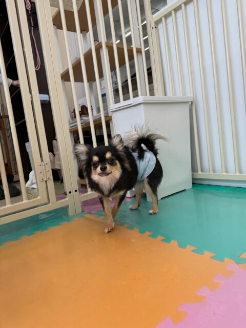 きりまるちゃん&まろちゃん🐶
本日初来園のまろちゃん‼️初シャンプー、お手入れすごく頑張ってくれていました👍
園内でのきりまるちゃんは、いつもよりもさらにお友達が増えて、ニコペットのヤンチャなチワワちゃん達とも仲良く慣れており、よかったです👏
まろちゃんは、やはり最初なので緊張もありましたが、きりまるちゃんの後ろを追いかけたり、スタッフの後ろを追いかけたりしていて頑張っていました👍
🐾🐶愛犬のお悩みご相談ください🐶🐾
@kenkohmura_official
↑フォロー待ってます↑
〒955-0091 新潟県三条市上須頃大割428−1
☎︎ 0256-35-2571
✉️ info@kenkohmura.jp
HP: http://kenkohmura.jp
LINE: https://lin.ee/7LIz5sb
#犬幸村 #新潟県 #三条市 #上須頃 #新潟県トリミング 三条市トリミング 上須頃トリミング トリミングサロン 犬の幼稚園 ノーリッチテリア いぬすたぐらむ ホームセンタームサシ 犬バカ部 犬幸村チャンネル 犬好きな人と繋がりたい ストレス発散 プラッキング レーキング 犬のしつけ トレーニング 爪切り ハミガキ チワワチワワ可愛いチワワ大好きチワワ倶楽部